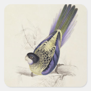 Platycercus Brownii, or Brown's Parrakeet (Plate 2 Square Sticker