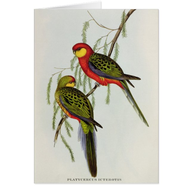 Platycercus Icterotis (Front)