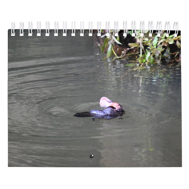 PLATYPUS AUSTRALIA CALENDAR (Cover)