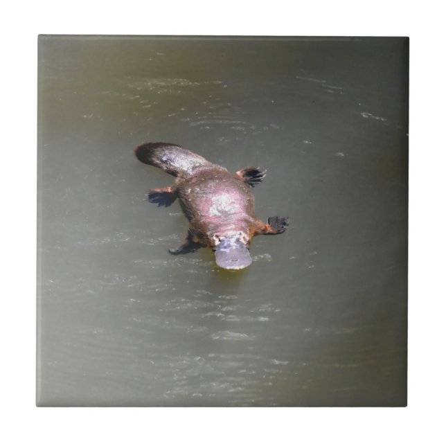 PLATYPUS EUNGELLA NATIONAL PARK AUSTRALIA TILE (Front)