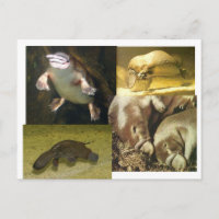 Platypus Panorama