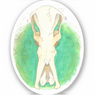 Platypus Skull