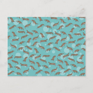 Platypuses  Swimming Postcard