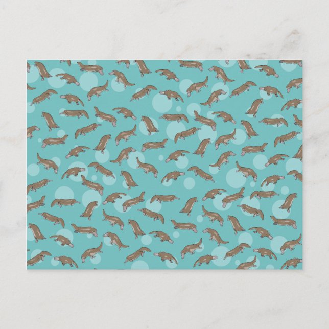 Platypuses  Swimming Postcard (Front)