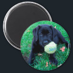 Play Ball - Labrador Puppy - Black Lab Magnet<br><div class="desc">All this Black Lab Puppy wants to do is play ball ! 

Play Ball - Original Artwork by Judy Burrows @ Black Dog Art</div>