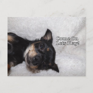 Play chihuahua Postcard