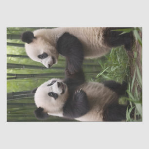 Playful Baby Pandas In A Bamboo Forest, Tissue Paper