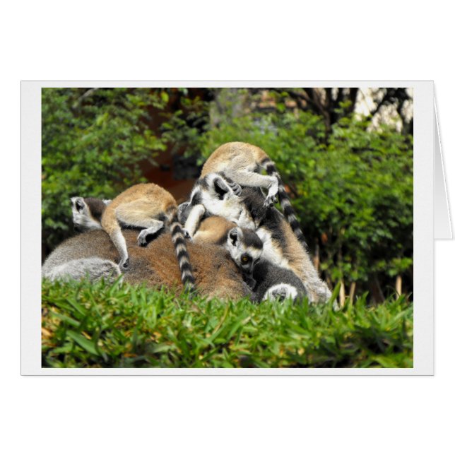 Playful baby Ring tailed Lemurs (Front Horizontal)