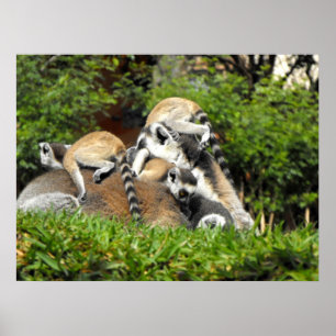Playful baby Ring tailed Lemurs Poster