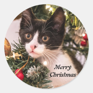Playful Black and White Cat in Christmas Tree Classic Round Sticker