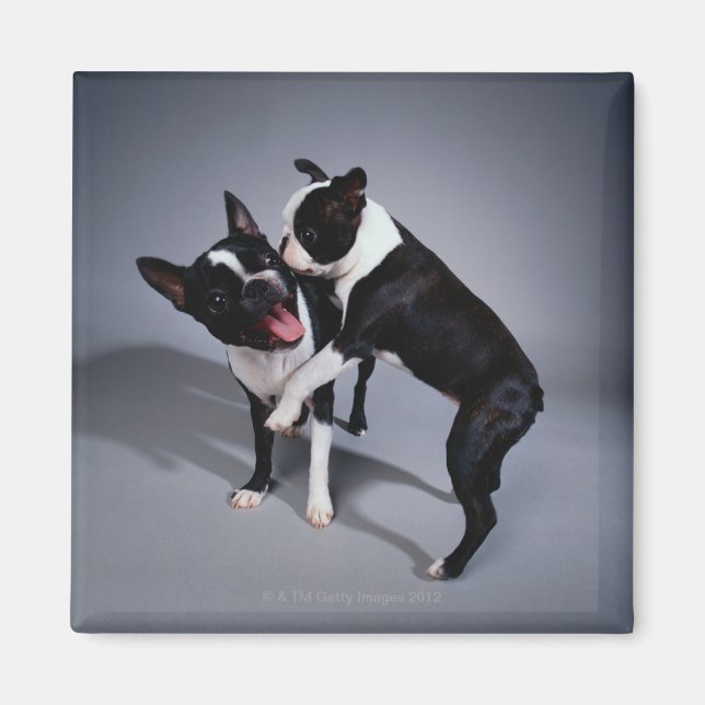 Playful Boston Terriers Magnet (Front)