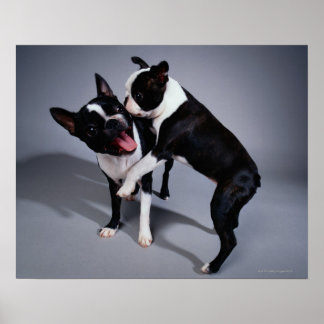 Playful Boston Terriers Poster