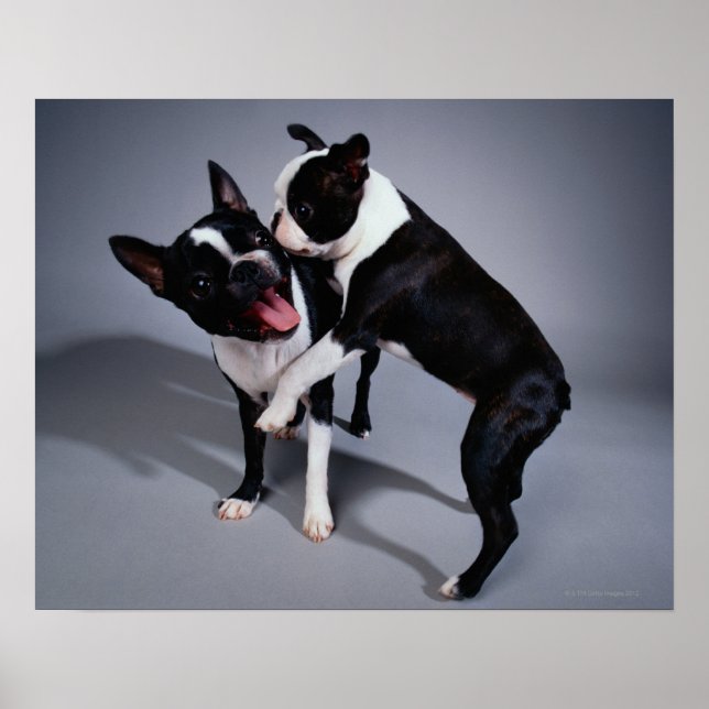 Playful Boston Terriers Poster (Front)