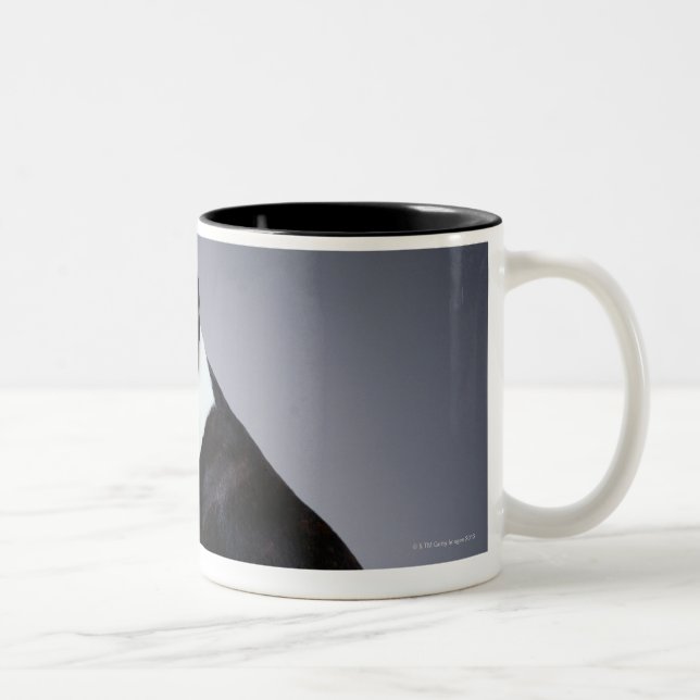 Playful Boston Terriers Two-Tone Coffee Mug (Right)