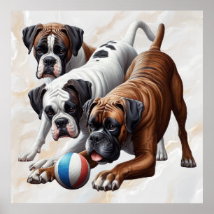 Playful Boxer Dogs  Poster