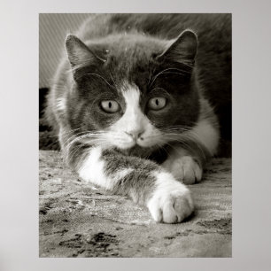 Playful Cat Black and White Poster
