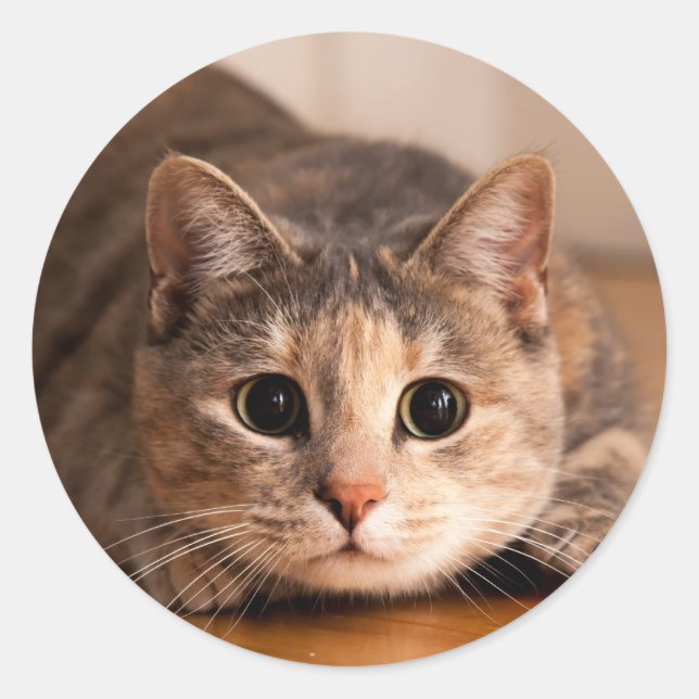 Playful Cat Sheet of Stickers (Front)