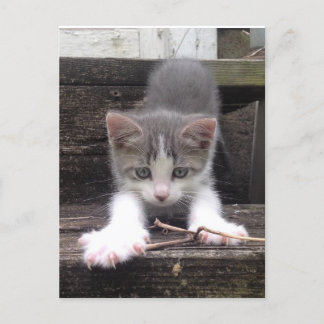 Playful Cute Kitten Postcard