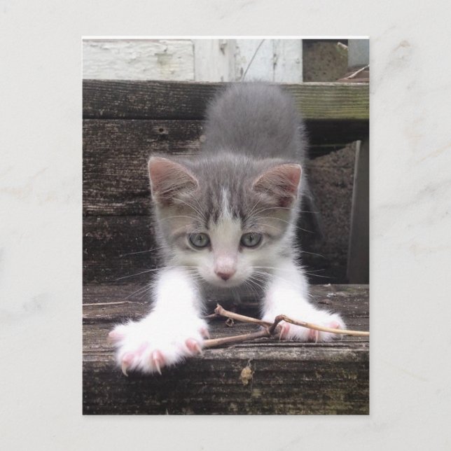 Playful Cute Kitten Postcard (Front)