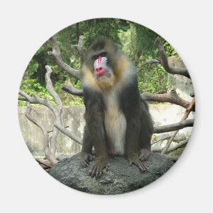 Playful, cute, smart and friendly baboons magnet
