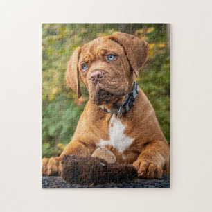 Playful Dogue De Bordeaux Puppy Dog Jigsaw Puzzle