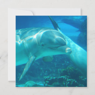 Playful Dolphins Invitations