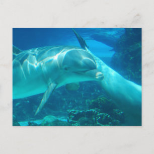 Playful Dolphins Postcards