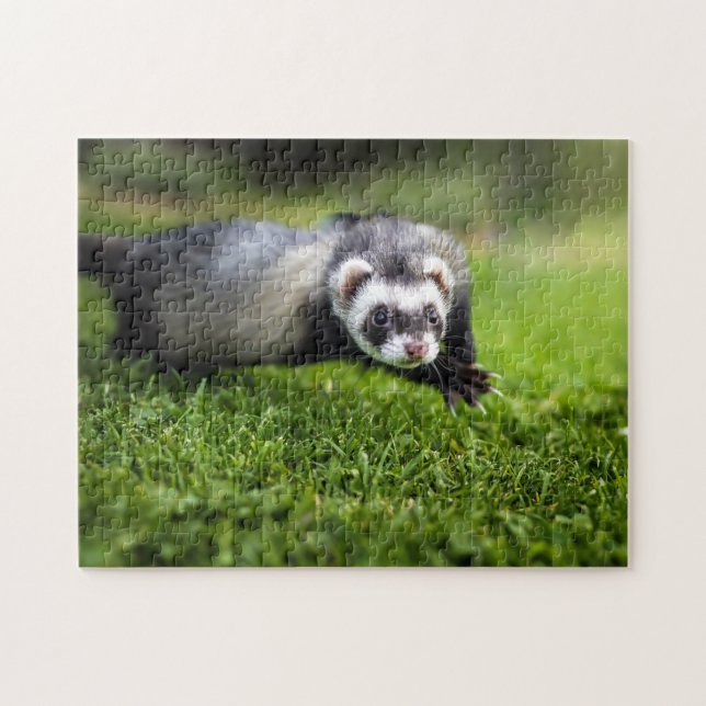Playful Ferret Close-up, Jigsaw Puzzle (Horizontal)