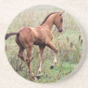 Playful foal coaster