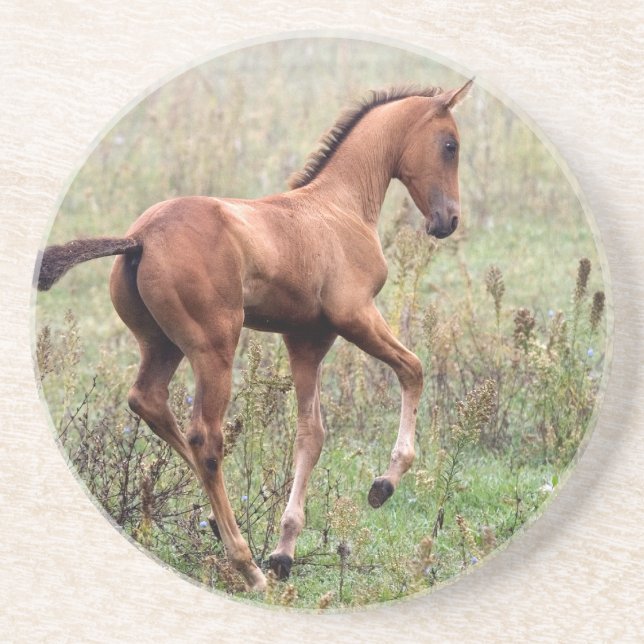 Playful foal coaster (Front)