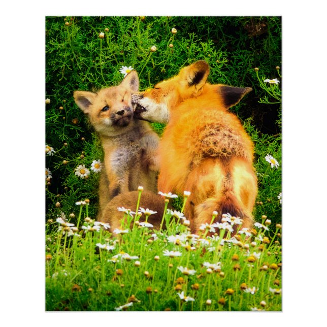Playful Fox Kits Wildlife Nature Photography Print (Front)