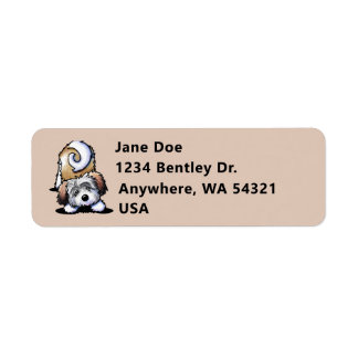Playful Havanese Address
