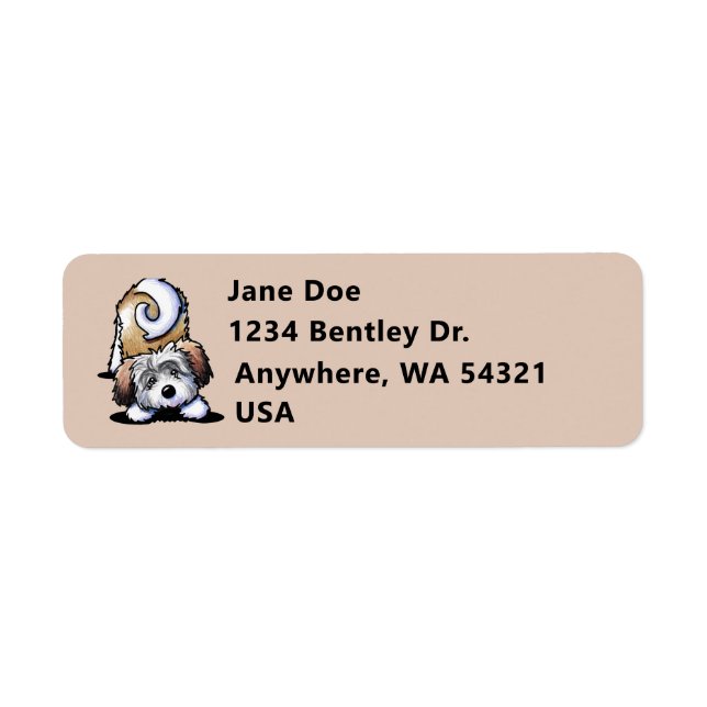 Playful Havanese Address  (Front)