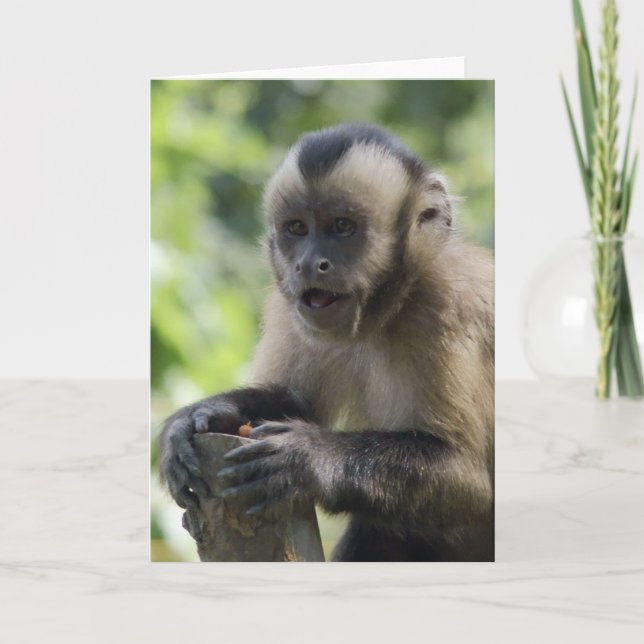 Playful Monkey  Greeting Card (Front)