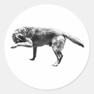 Playful Paw Print Classic Round Sticker
