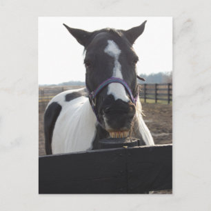 Playful Pinto Paint Horse Postcard