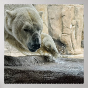 Playful Polar Bear Poster