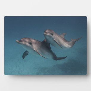 Playful Pose Plaque