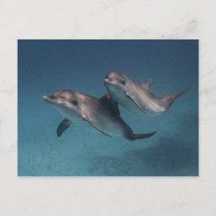 Playful Pose Postcard