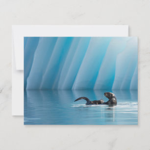 Playful Sea Otter