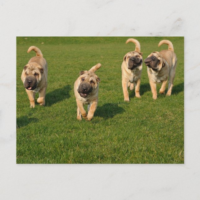 Playful Shar Pei Puppies Postcard (Front)