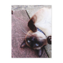 Playful Siamese