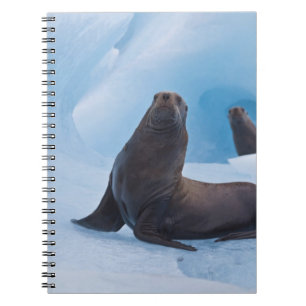 Playful stellar sea lions wrestle on iceberg notebook