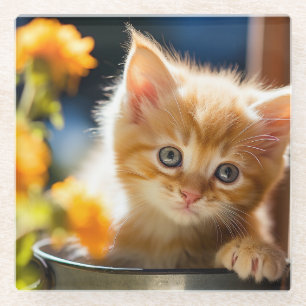 Playful sweet kitten  glass coaster