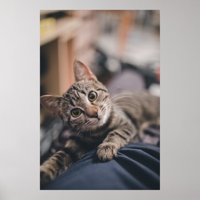 Playful Tabby Cat Photo Print (Front)