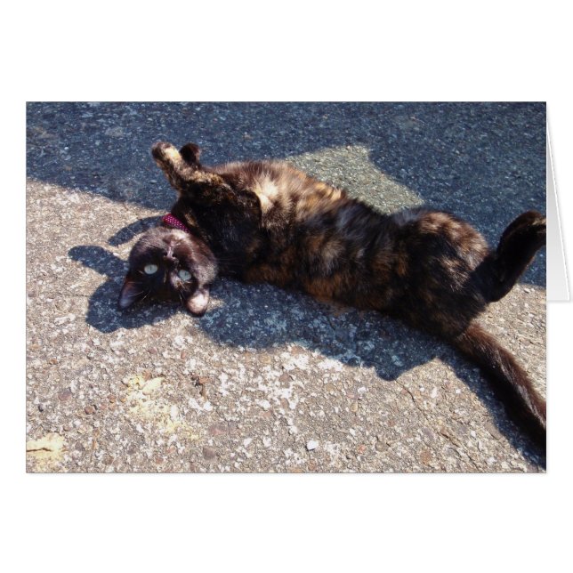 Playful Tortoiseshell Cat (Front Horizontal)