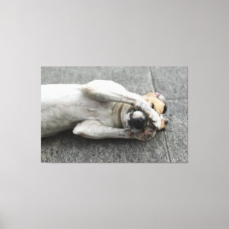 Playful White Dog Lying on Back Hiding Face with P Canvas Print