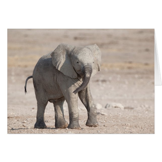 Playful young elephant (Front Horizontal)