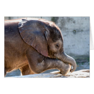 Playing Baby Elephant