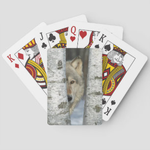 playing cards with pic of grey wolf in birch trees